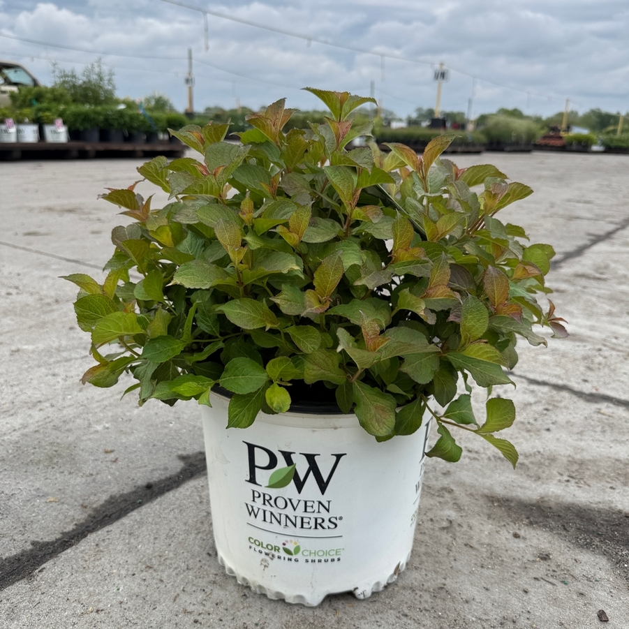 Weigela florida Midnight Sun®