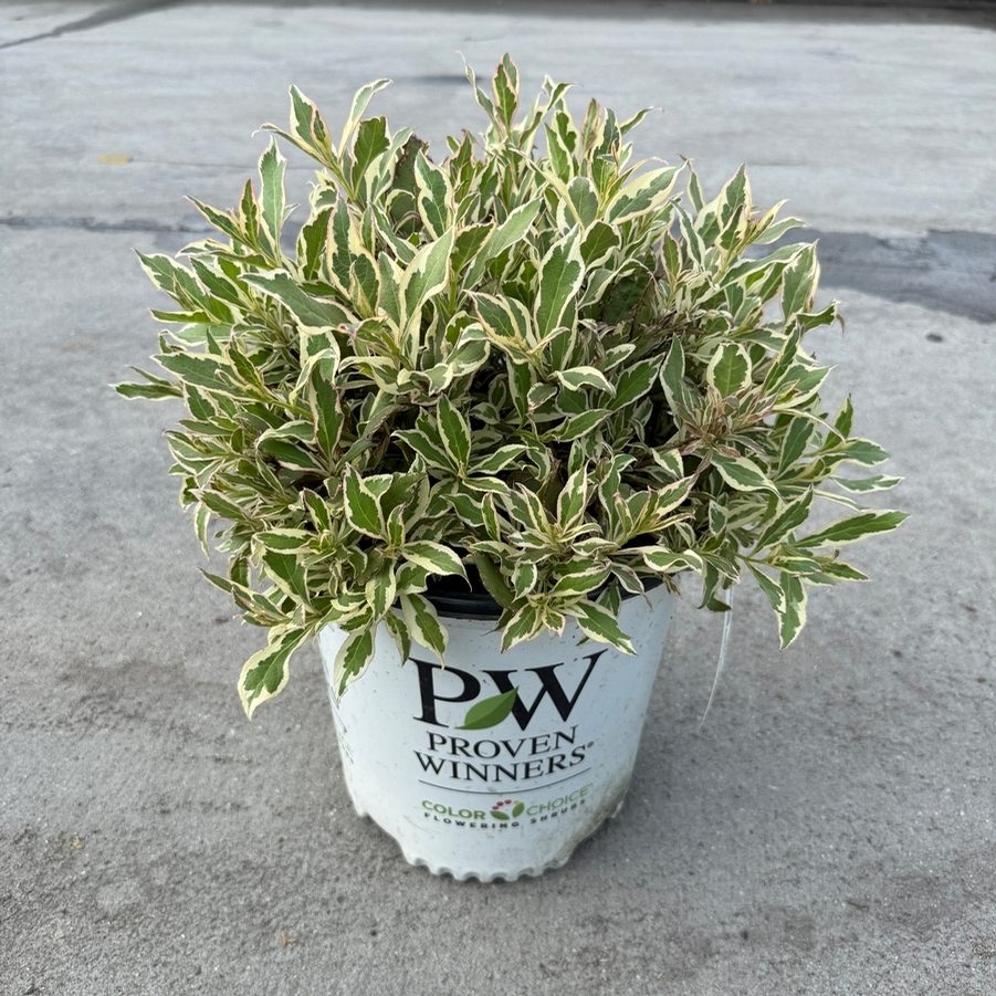 Weigela florida My Monet Purple Effect® PP30064