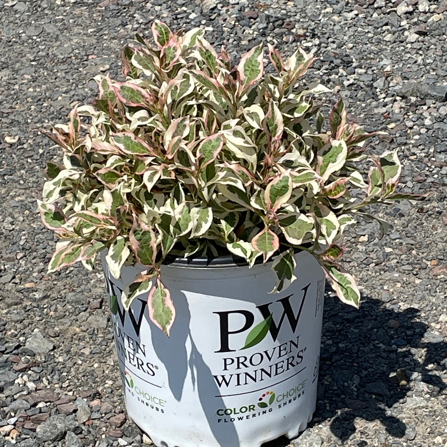 Weigela florida My Monet® PP16824