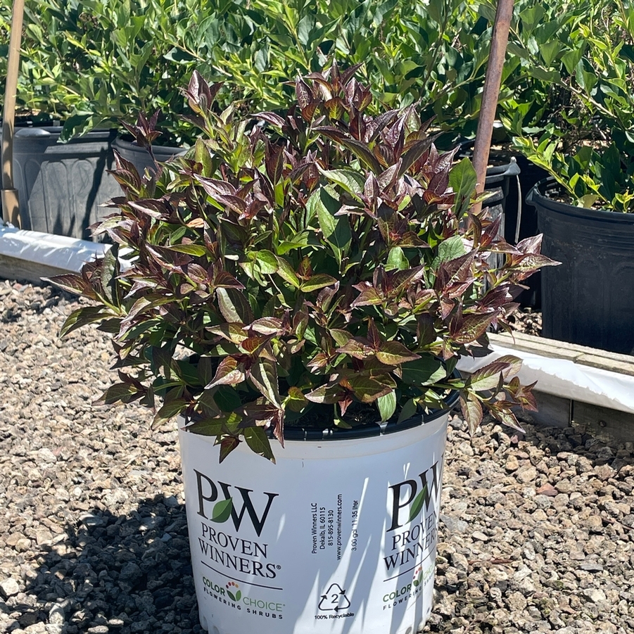 Weigela florida Sonic Bloom® Wine PP35120