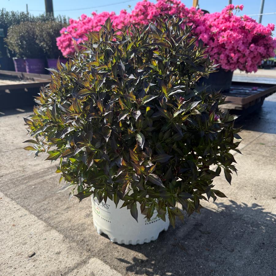 Weigela florida Spilled Wine® PP23781