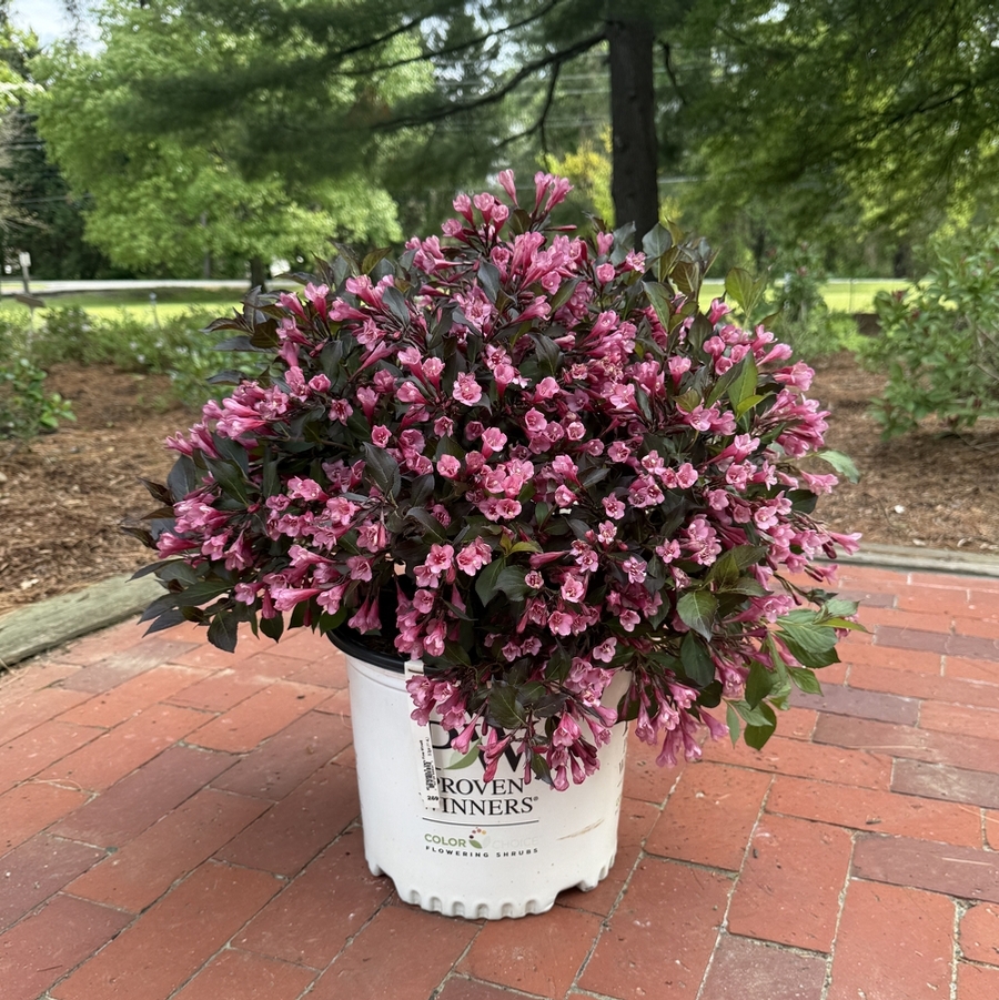 Weigela florida Very Fine Wine®