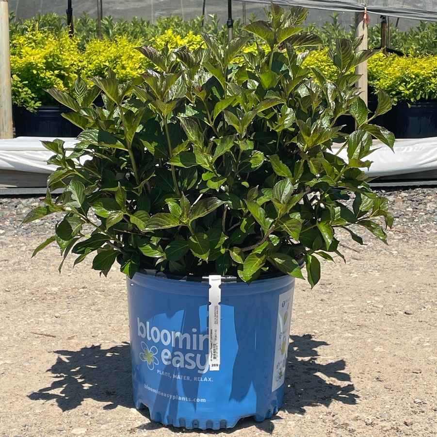 Weigela Tuxedo™ PP26842