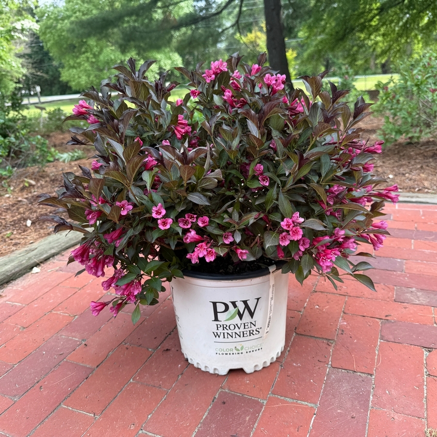 Weigela florida Wine & Roses® PP10772