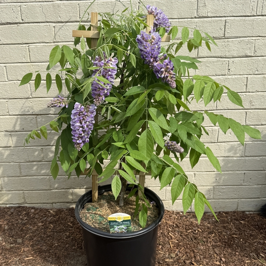 Wisteria frutescens Amethyst Falls