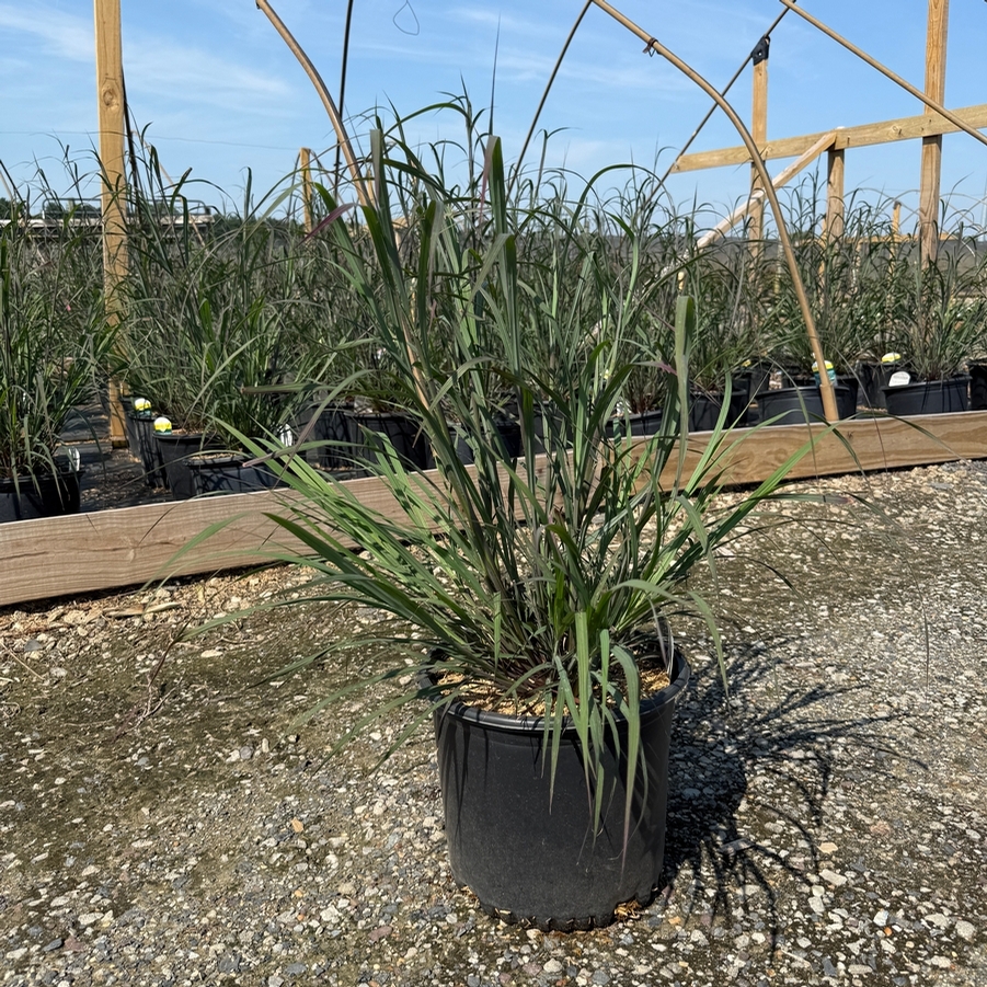 Andropogon gerardii Blackhawks