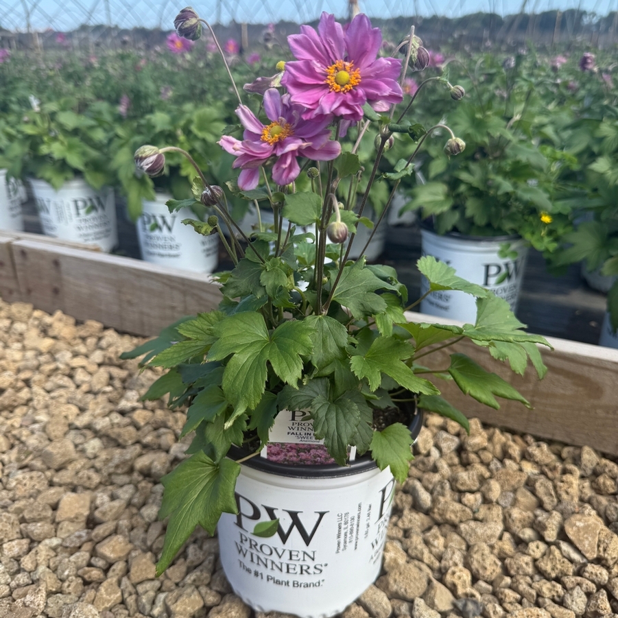 Anemone Fall in Love® Sweetly PP31089
