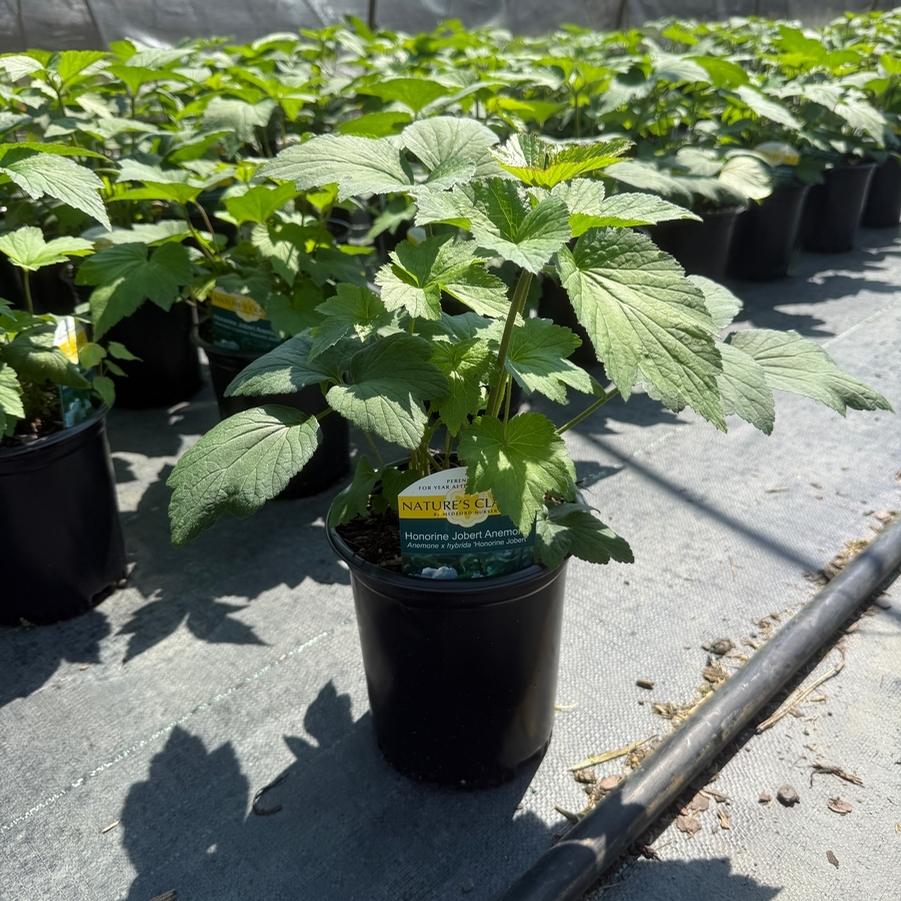 Anemone x hybrida Honorine Jobert