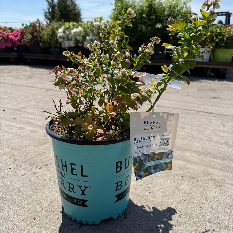 Vaccinium Peach Sorbet® PP23325