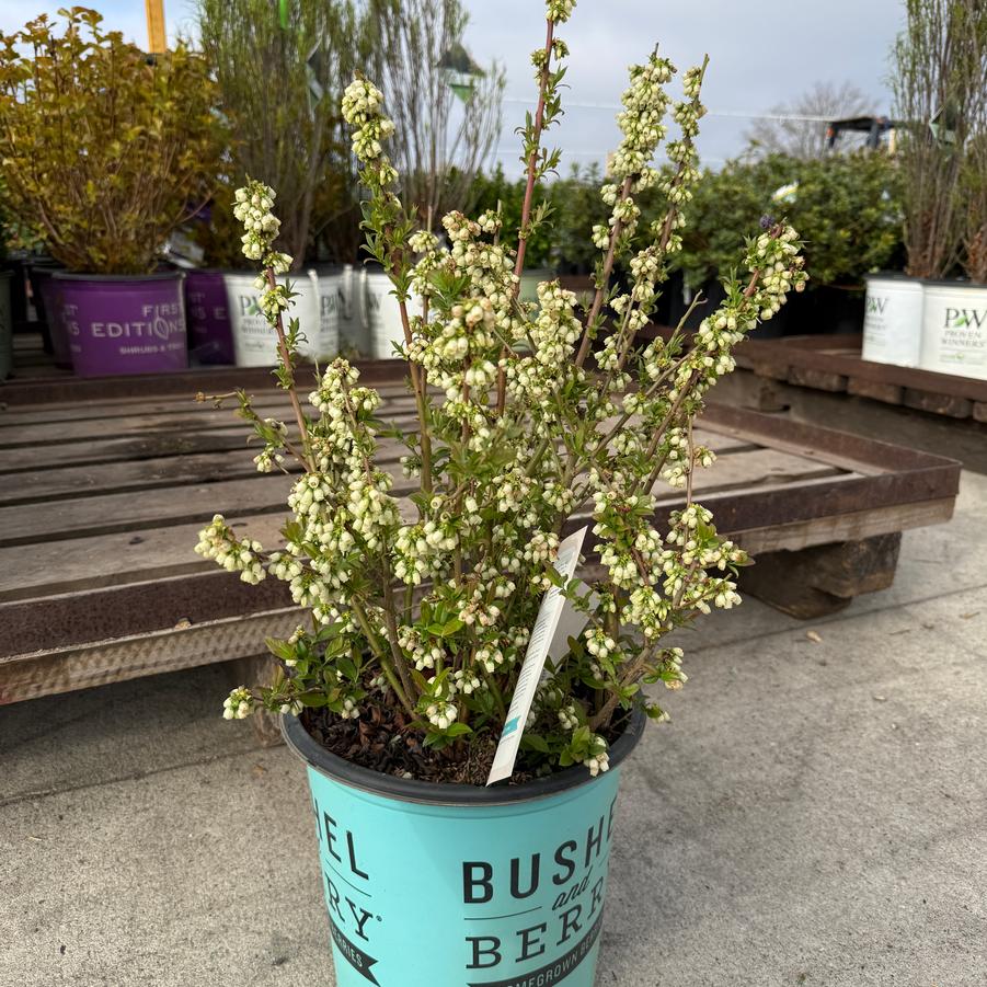 Vaccinium Perpetua PP24209