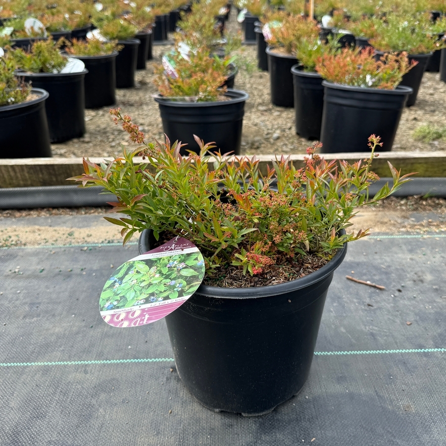 Vaccinium angustifolium 