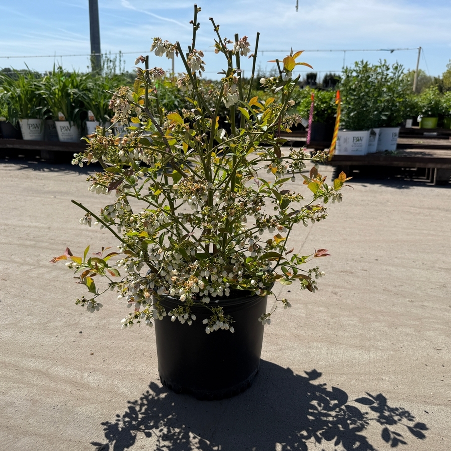 Vaccinium corymbosum Jersey