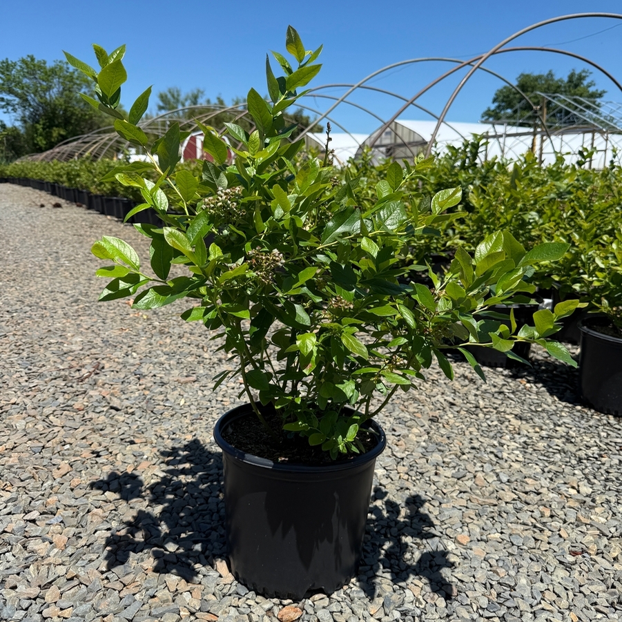 Vaccinium corymbosum Patriot