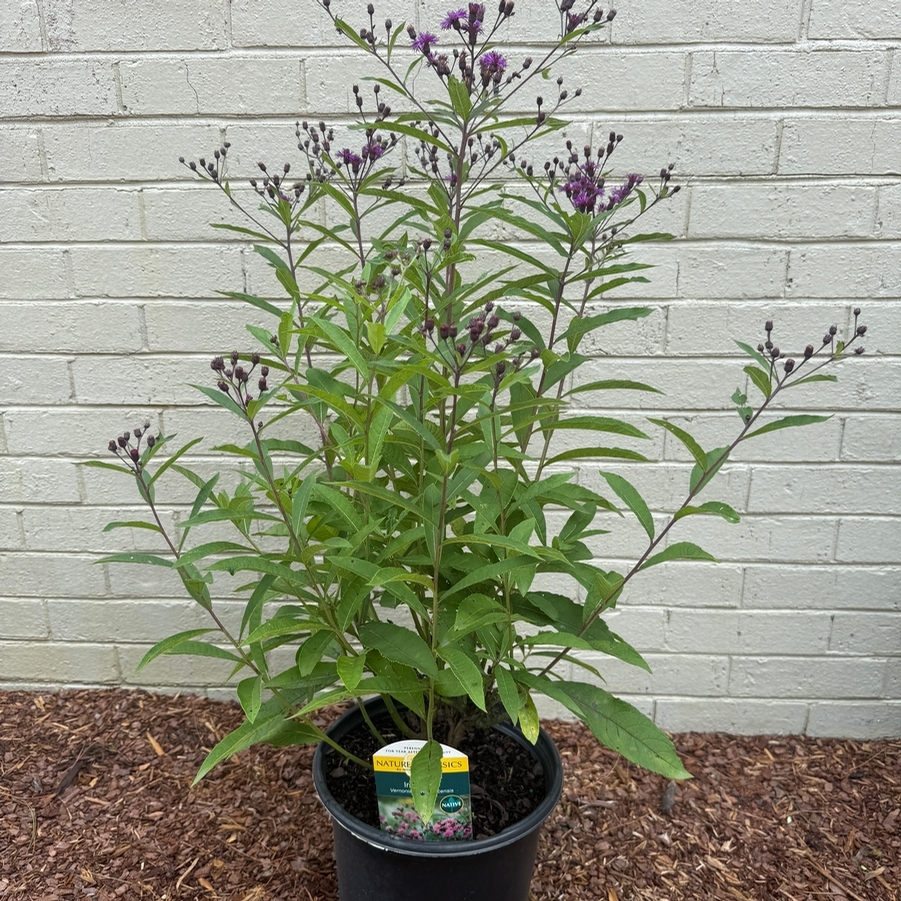 Vernonia noveboracensis 