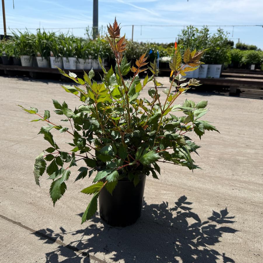 Astilbe chinensis Visions