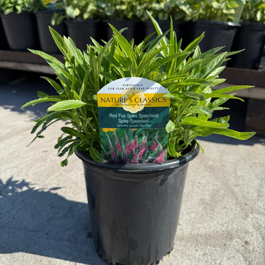 Veronica longifolia Red Fox