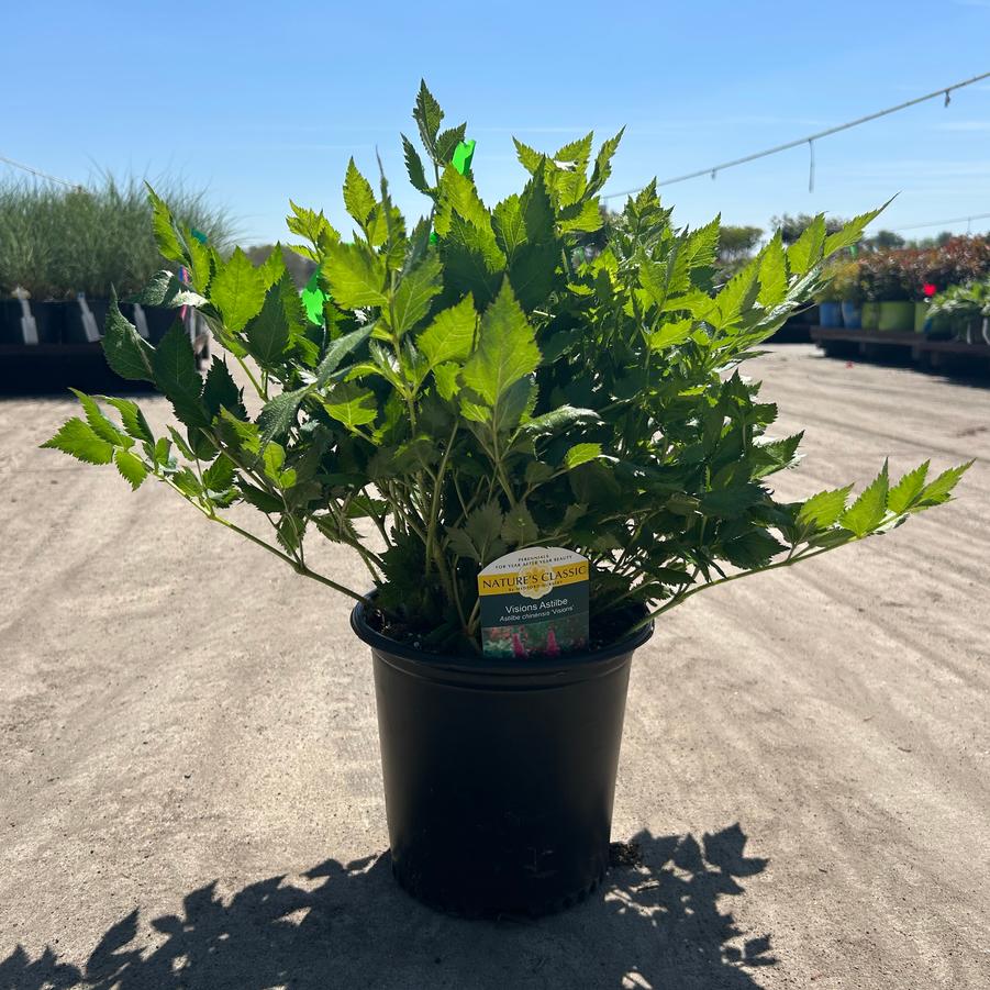 Astilbe chinensis Visions