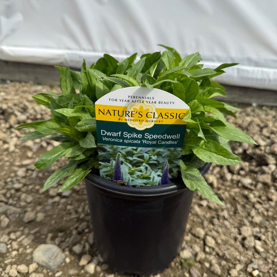 Veronica spicata Glory Royal Candles