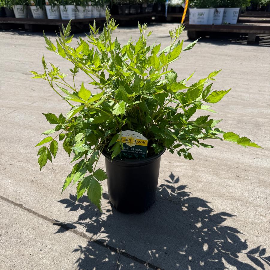 Astilbe chinensis Visions in Pink