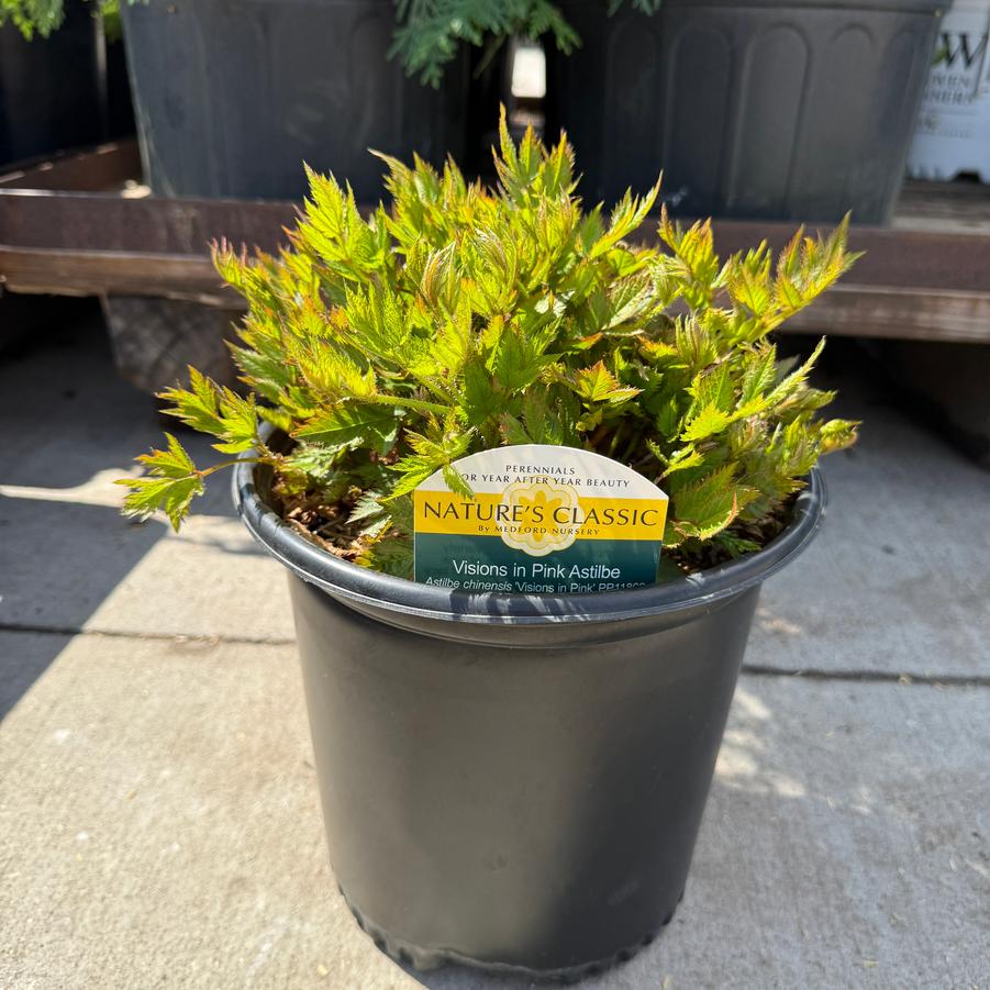 Astilbe chinensis Visions in Pink