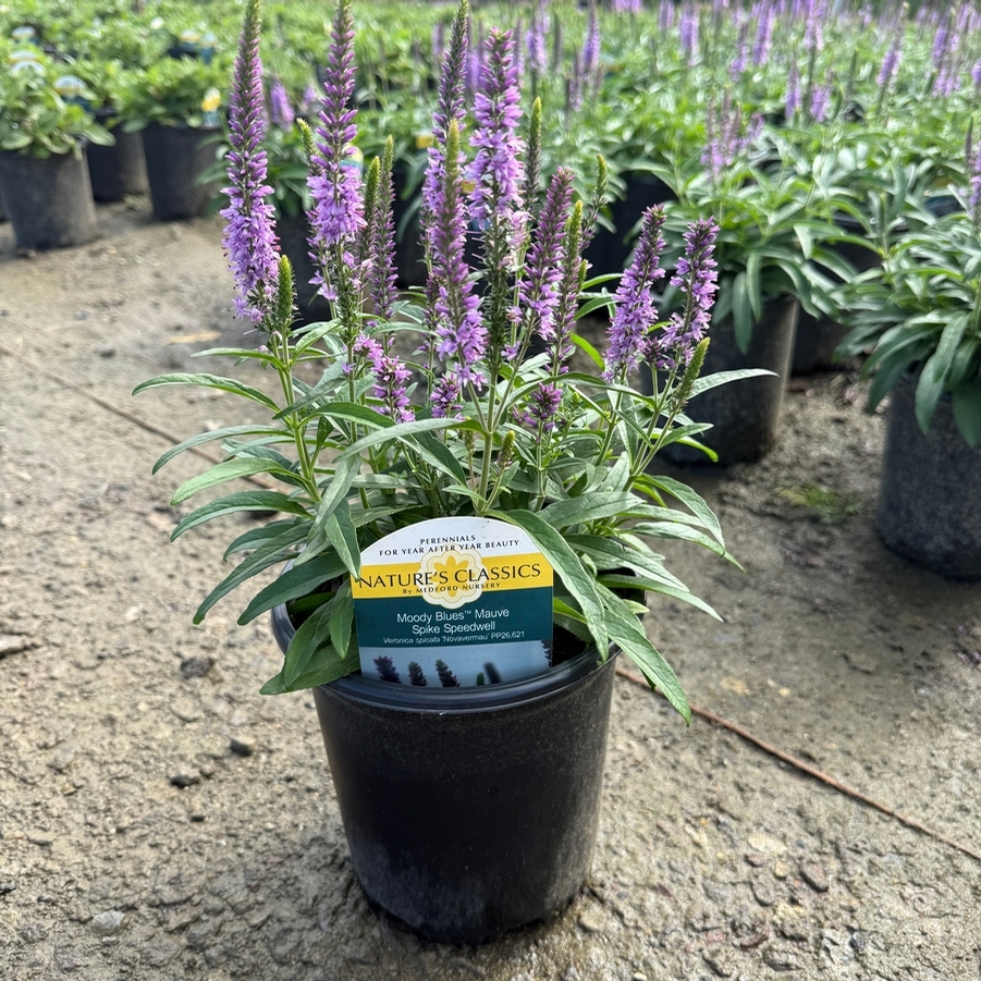 Veronica spicata Moody Blues® Mauve