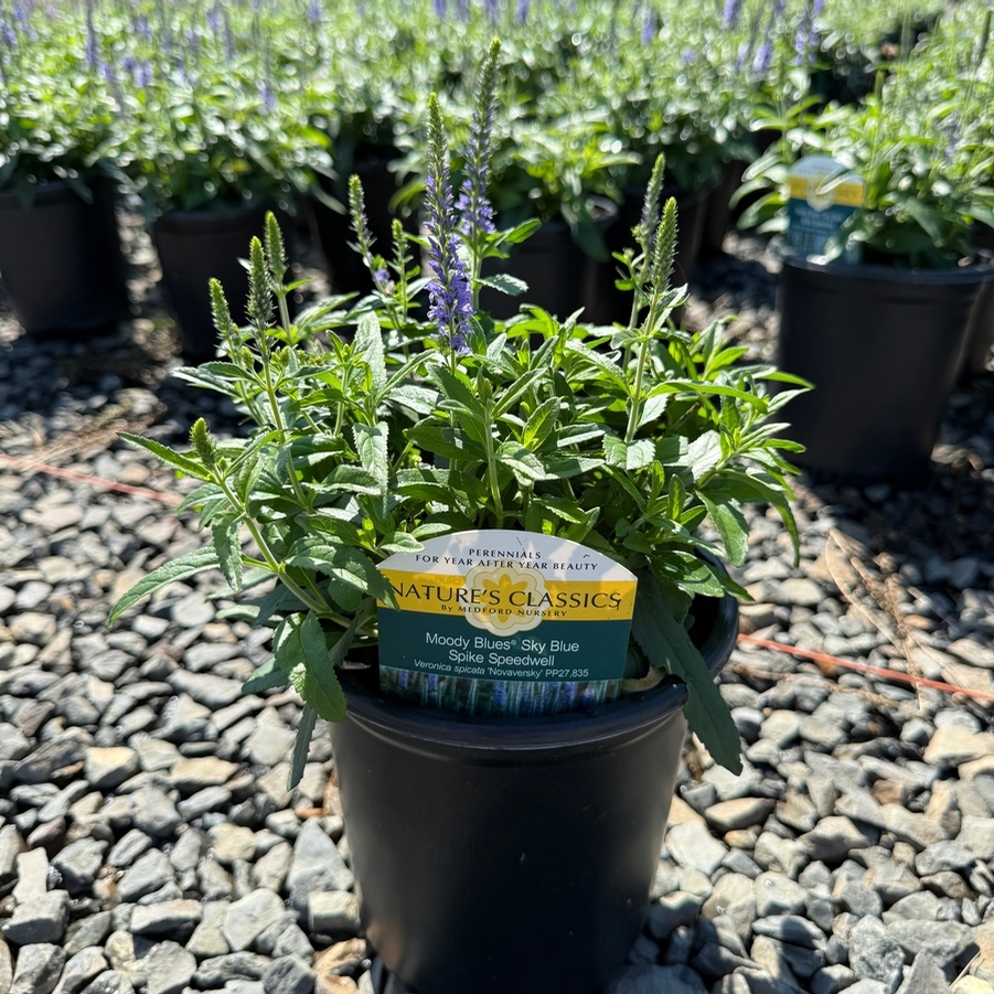 Veronica spicata Moody Blues® Sky Blue