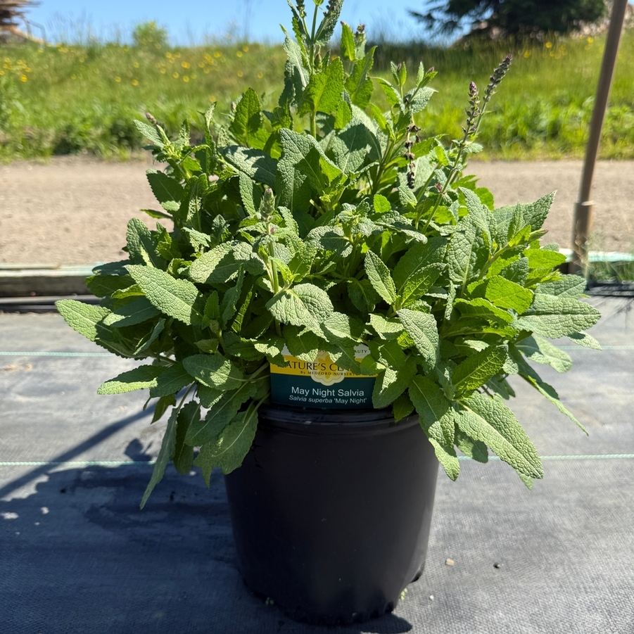 Salvia nemorosa May Night