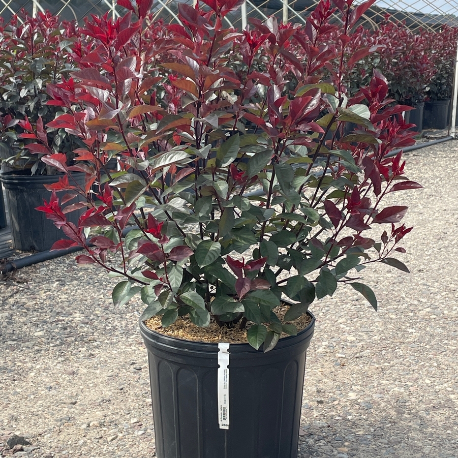Prunus x cistena 