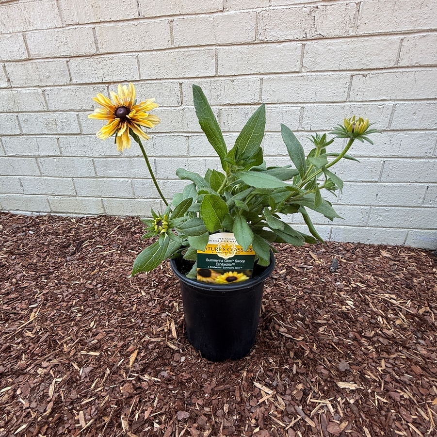 Echibeckia™ Summerina Glow® Swoop