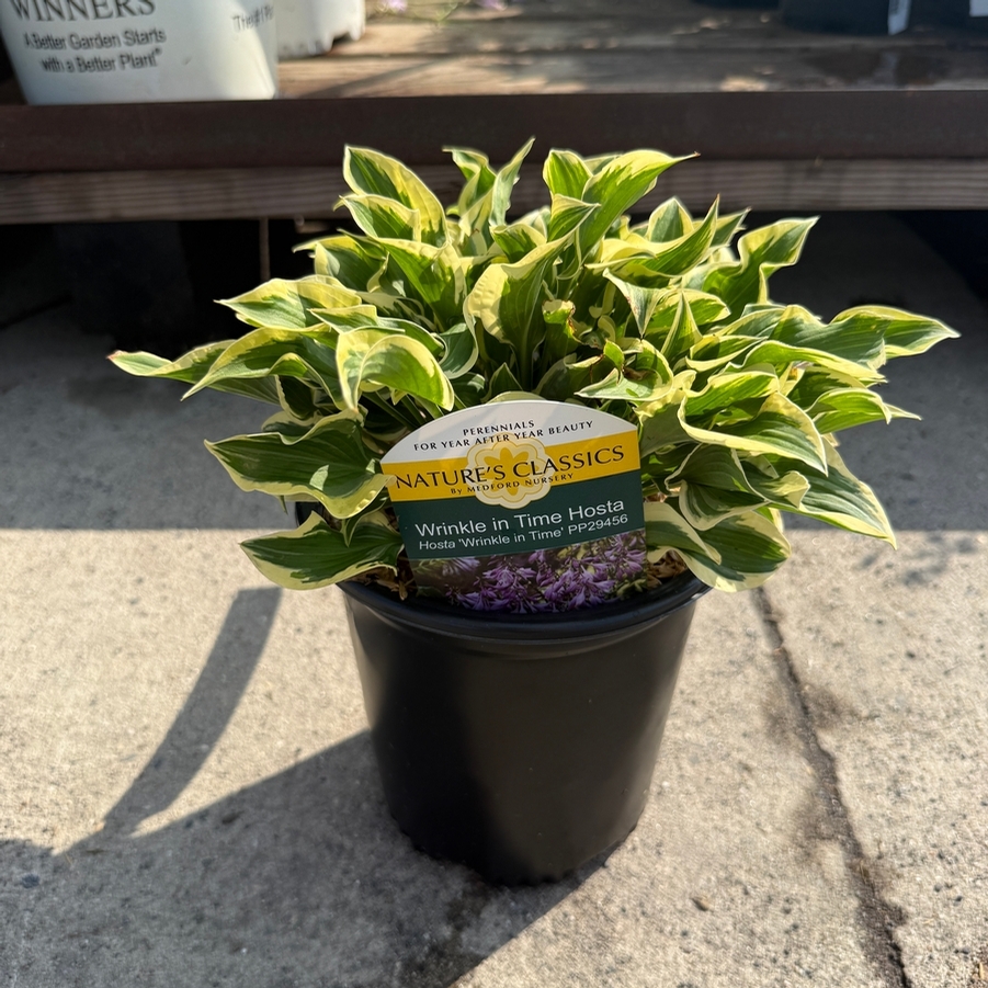 Hosta Wrinkle in Time PP24956