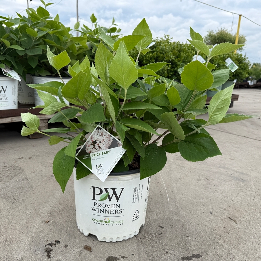 Viburnum carlesii Spice Baby™ PP25872