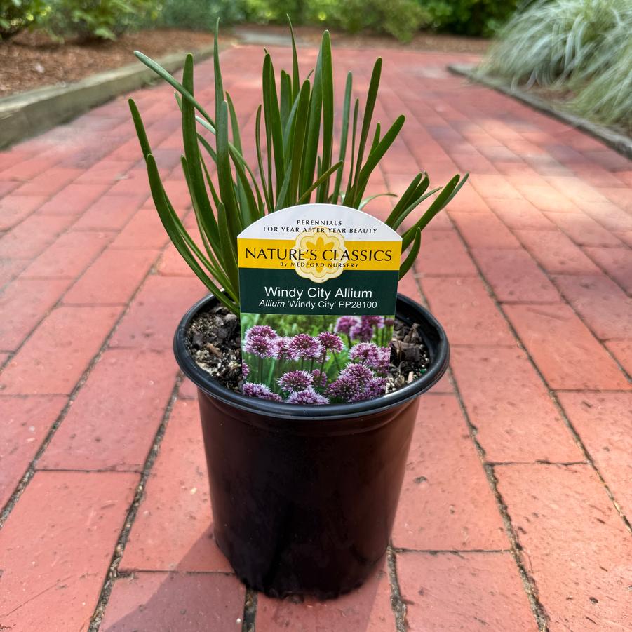 Allium Windy City