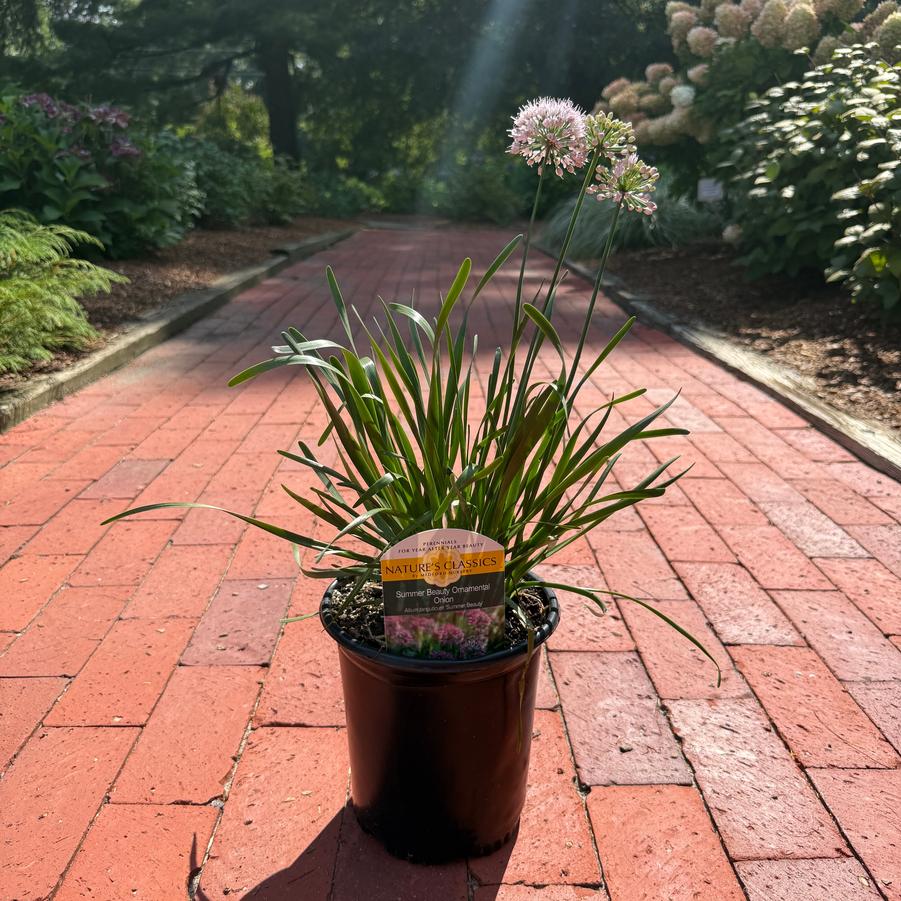 Allium lusitanicum Summer Beauty