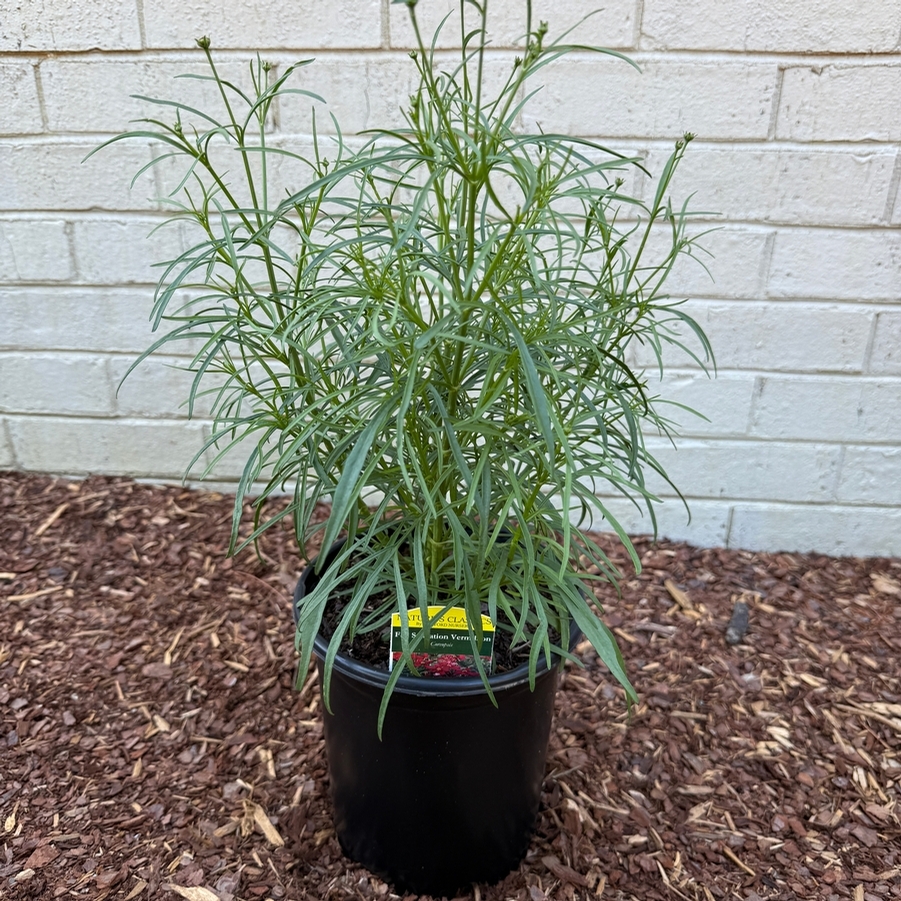 Coreopsis Fall Sensation Vermillion
