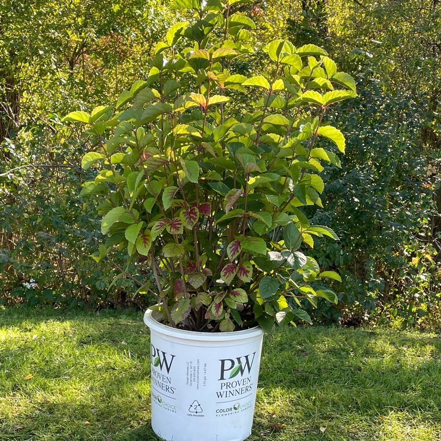 Viburnum dentatum ('Christom') Blue Muffin®