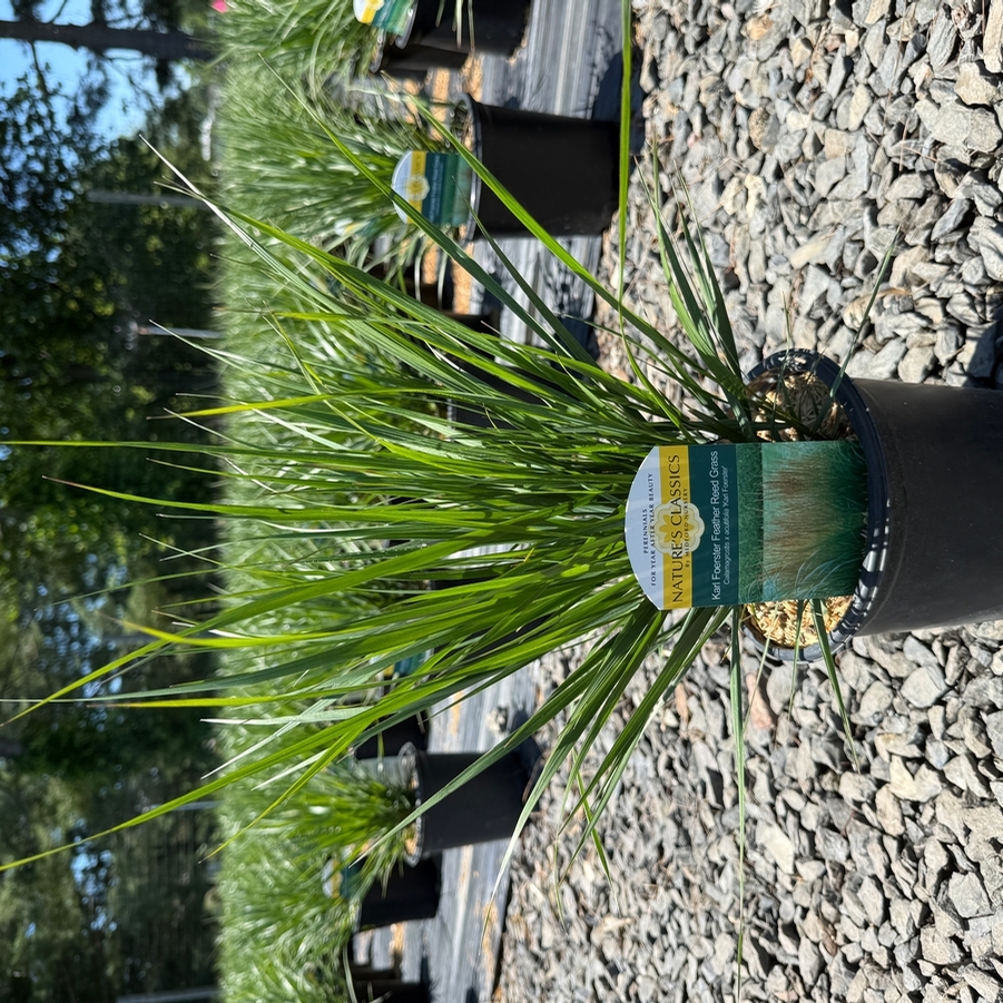 Calamagrostis acutiflora Karl Foerster