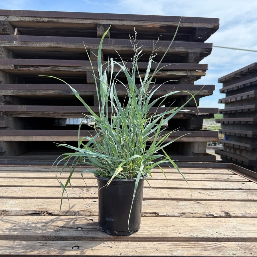 Panicum virgatum Heavy Metal