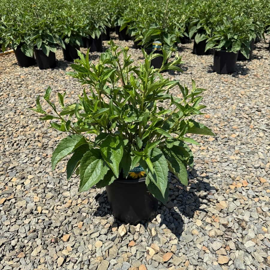 Rudbeckia fulgida Goldblitz