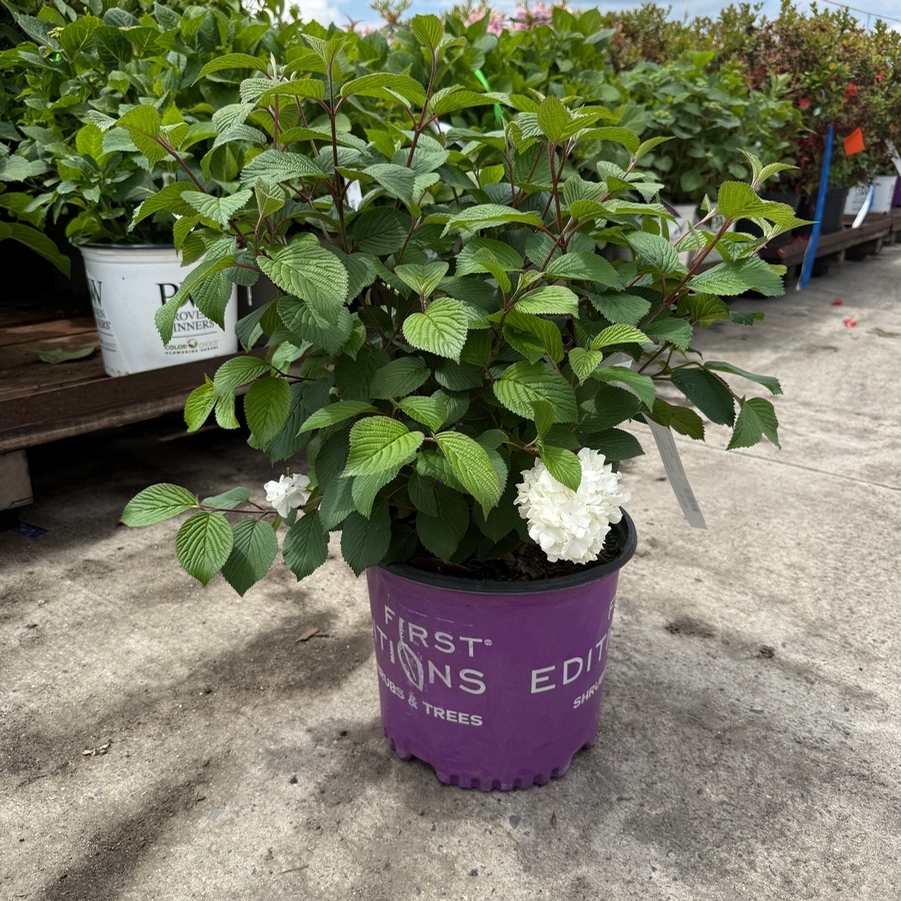 Viburnum plicatum Opening Day™ PP28958