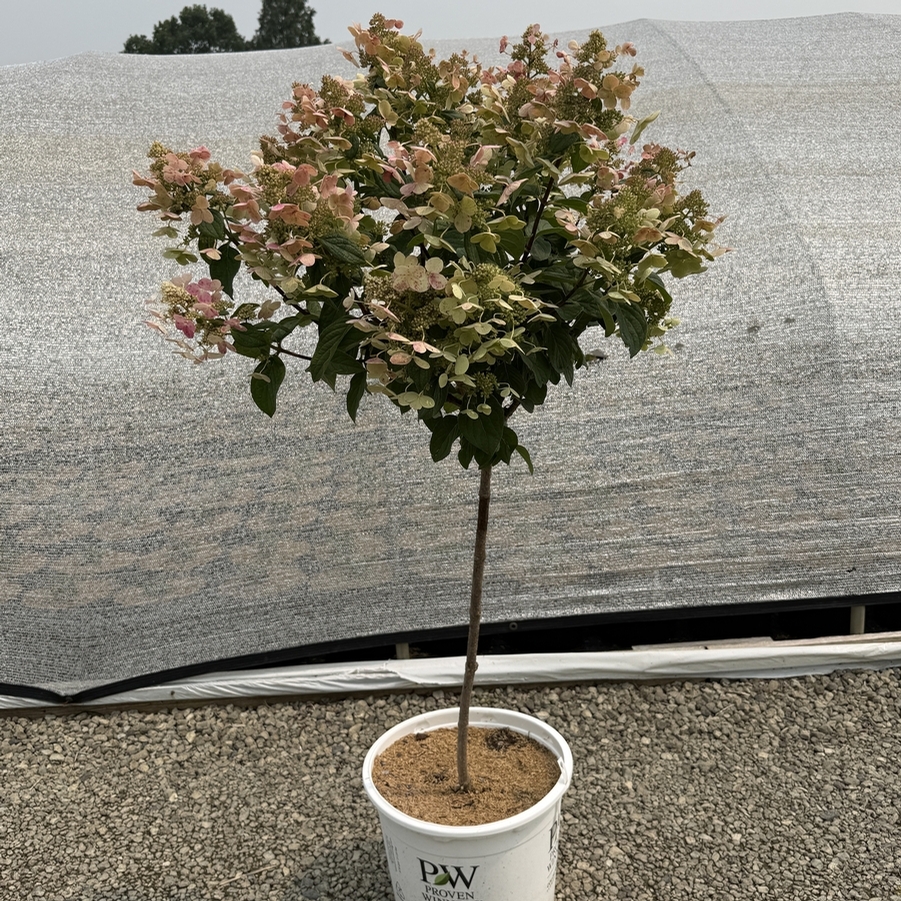 Hydrangea paniculata Quick Fire® (Tree Form)