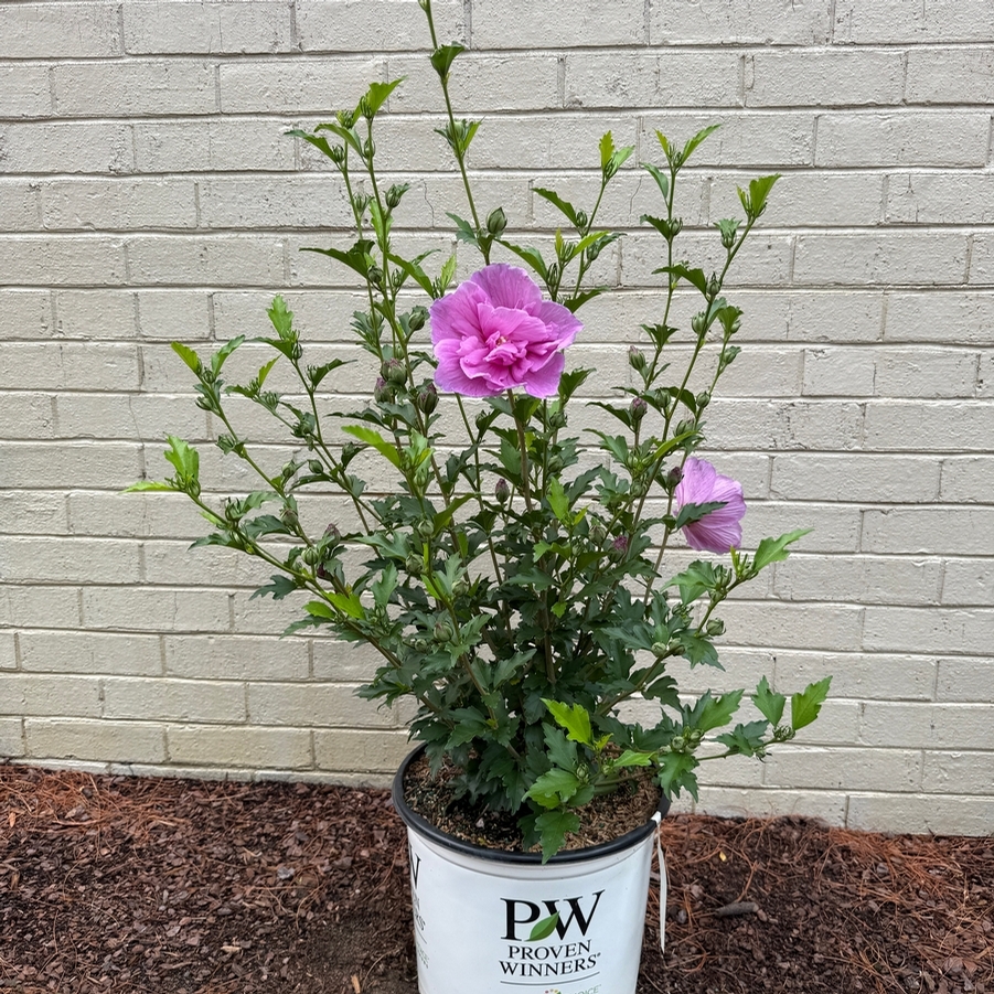Hibiscus syriacus Dark Lavender Chiffon® PP33568