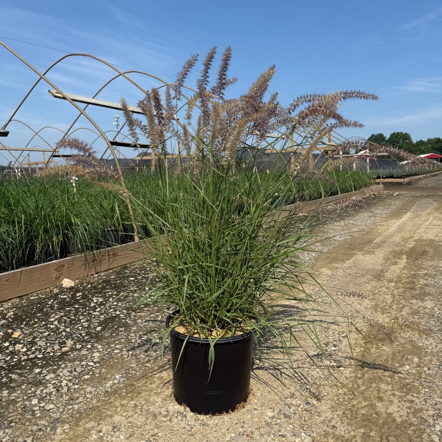 Pennisetum orientale Karley Rose PP12909