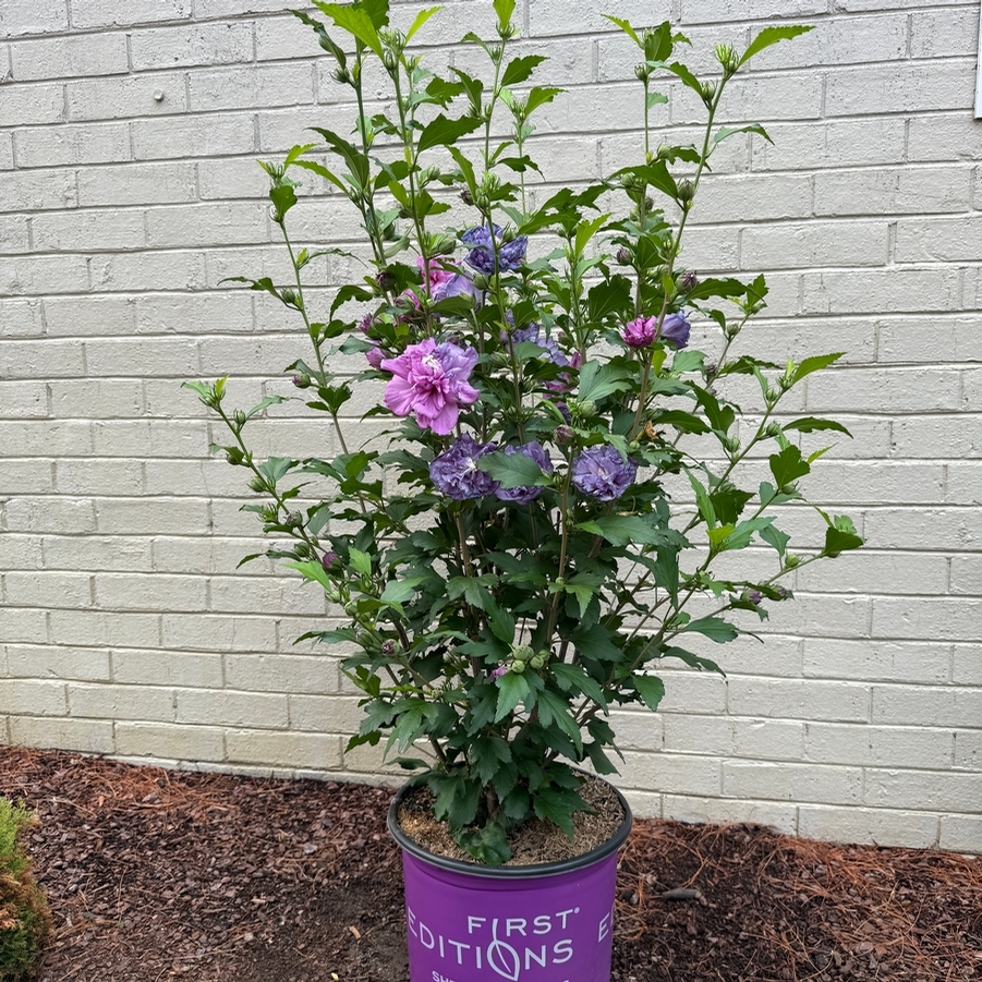 Hibiscus syriacus French Cabaret™ Purple PP30070