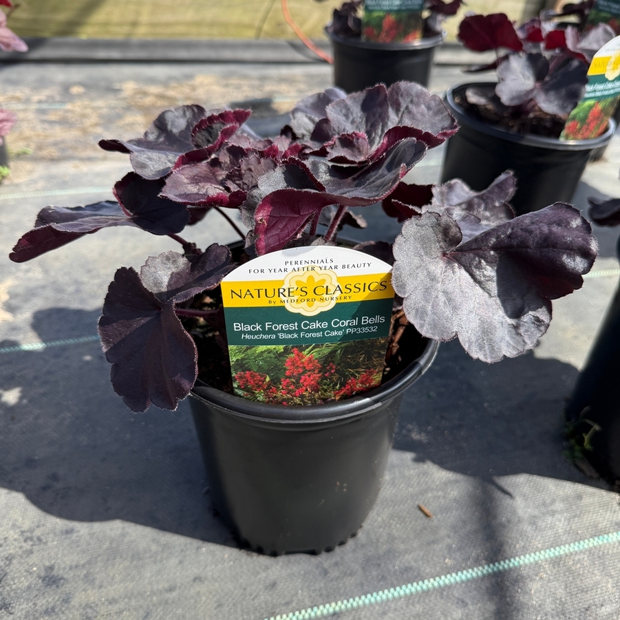 Heuchera Black Forest Cake
