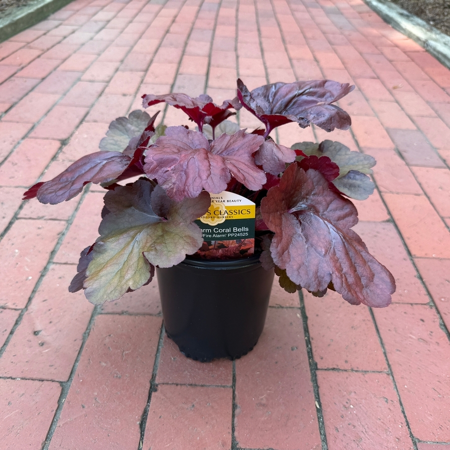 Heuchera Fire Alarm