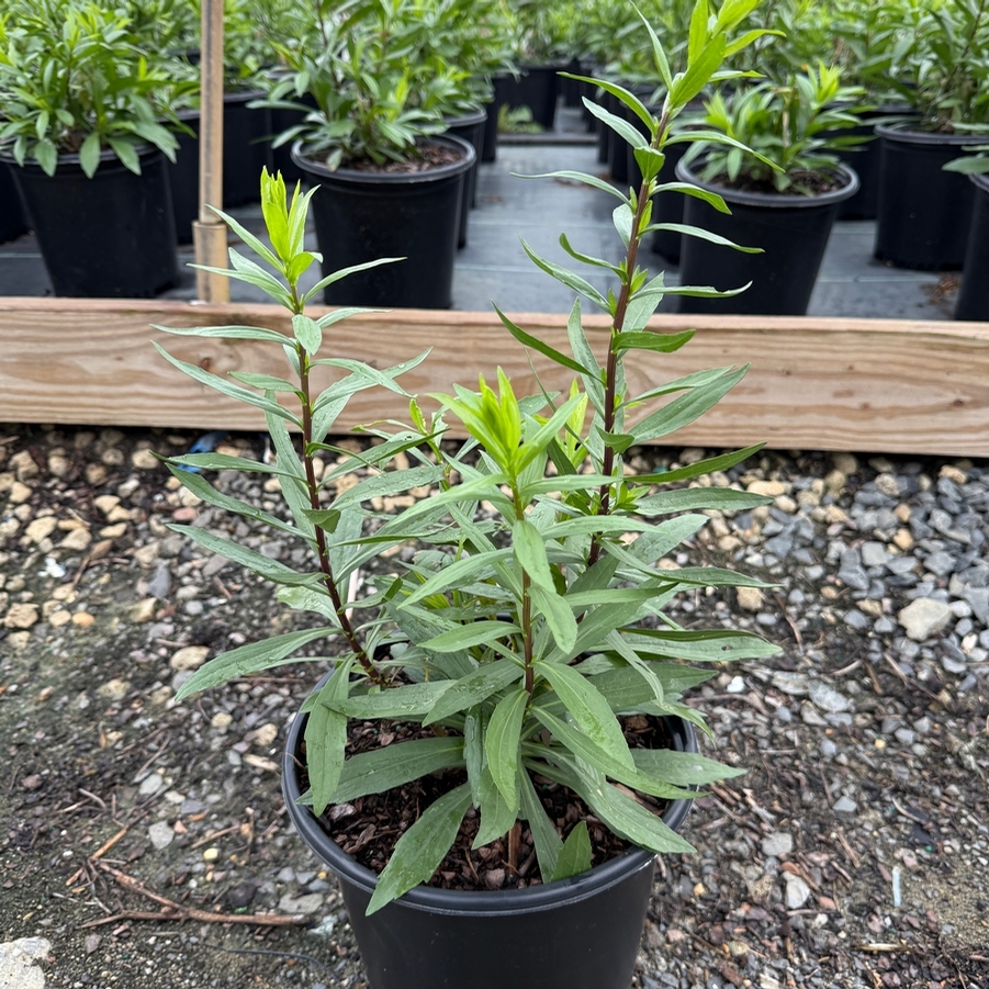 Solidago Solar Cascade