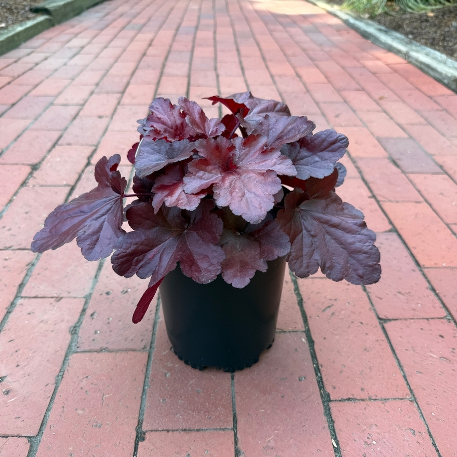 Heuchera FOREVER® Red