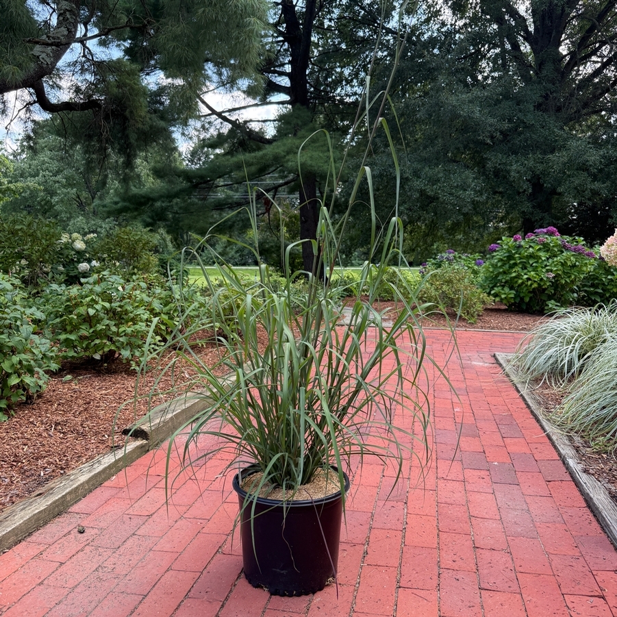 Andropogon gerardii Dancing Wind