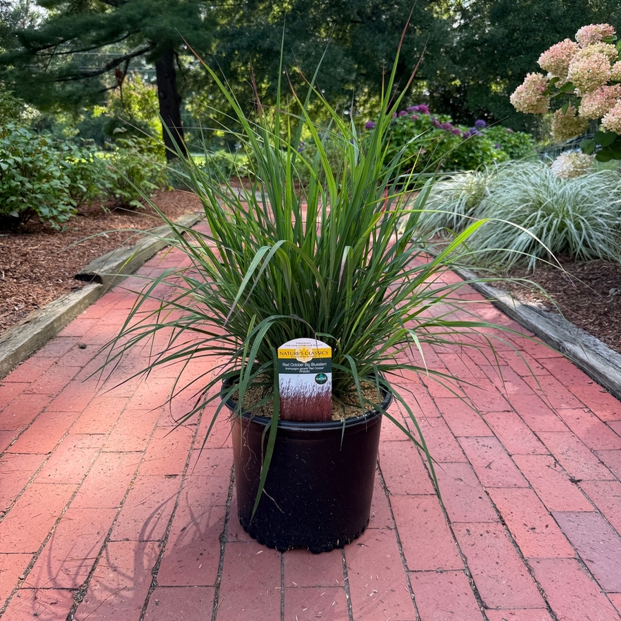 Andropogon gerardii Red October