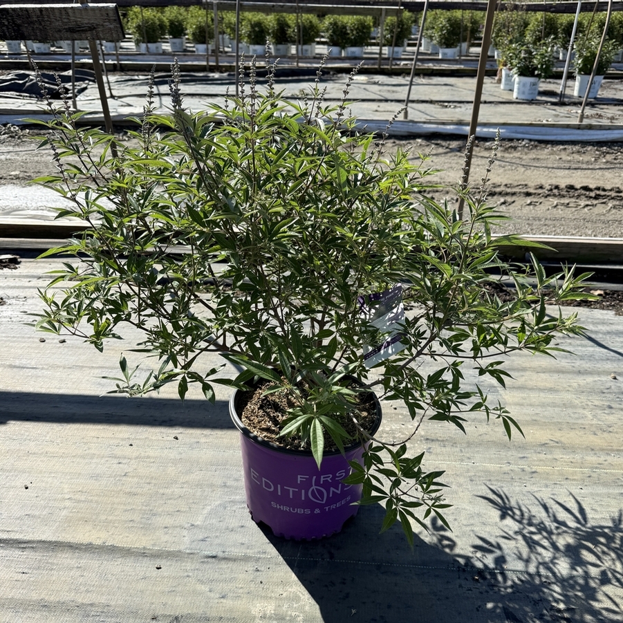 Vitex agnus-castus Galactic Pink®